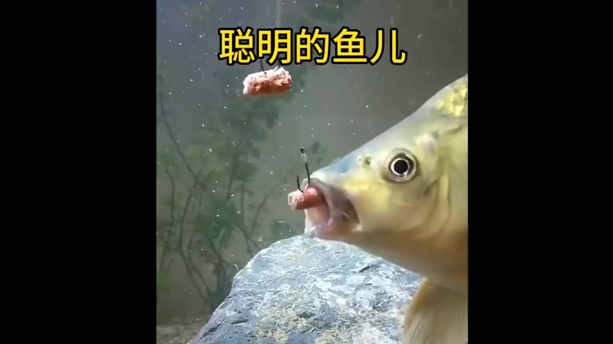 【每晚一笑】25 什么叫智慧这就叫智慧